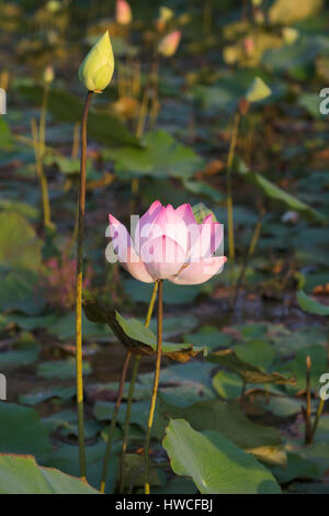 Lotusblume (Nelumbo Nucifera), Bezirk Siem Reap, Kambodscha Stockfoto