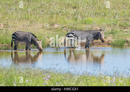 Ein paar Cape Mountain Zebras trinken an einem Wasserloch im südlichen afrikanischen Savanne Stockfoto