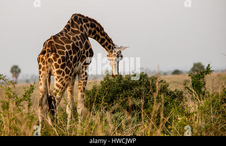 Giraffe Stockfoto