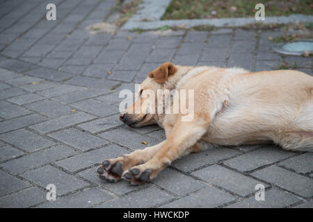 Ein Hund schläft auf dem Bürgersteig vor das Po Lin Monastry in der Nähe von Hong Kong. Stockfoto