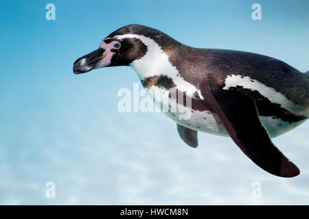 Pinguin Stockfoto