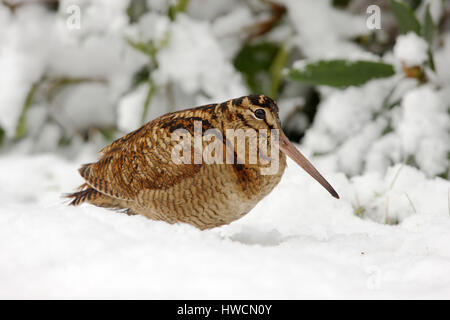 Waldschnepfe, Scolopax Rusticola, Erwachsene im Winterkleid, im Schnee. Stockfoto