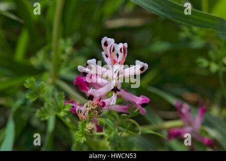 Kleine wilde Blume in Andalusien Stockfoto