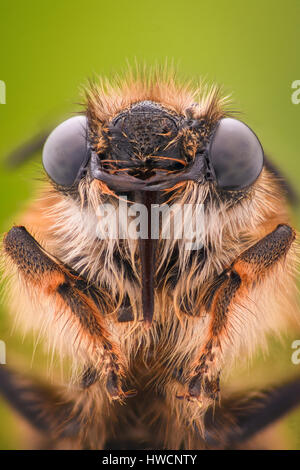 Extreme Vergrößerung - Honey Bee Stockfoto