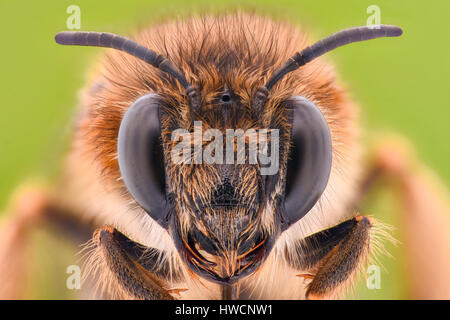 Extreme Vergrößerung - Honey Bee Stockfoto