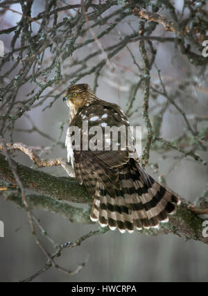 Juvenile Cooper's Hawk im Winter Stockfoto