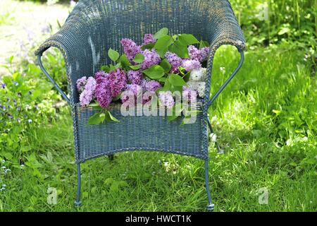 Ast, Eimer, Schnittblume, Ernte, Flieder, Malve, im Freien, violett, Feder, Stiele, syringa vulgaris, Garten, Gartenblumen, Heiligtümer, Stockfoto