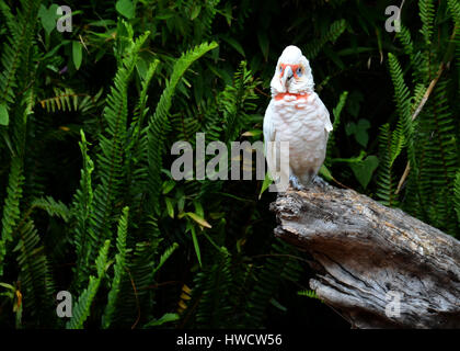 Lange-billed Corella (cacatua Tenuirostris). Porträt einer Catatua stehend in einem Baum, auf grünem Hintergrund Wald isoliert. Stockfoto