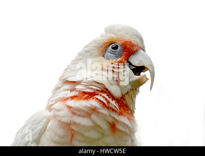 Lange-billed Corella (cacatua Tenuirostris). Porträt einer Catatua stehend in einem Baum, auf weißem Hintergrund. Stockfoto