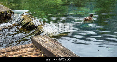 Eine Ente schwimmt in einem klaren See. Österreich, Oberösterreich, Schiederweiher, Eine Ente Schwimmt in Einem Klaren sehen. Österreich, Oberösterreich Stockfoto