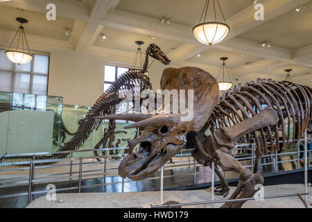Dinossaur Fossile Modell an das American Museum of Natural History (AMNH) - New York, USA Stockfoto