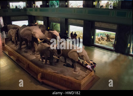 Elefant-Modelle in Halle afrikanischen Säugetiere von dem American Museum of Natural History (AMNH) - New York, USA Stockfoto