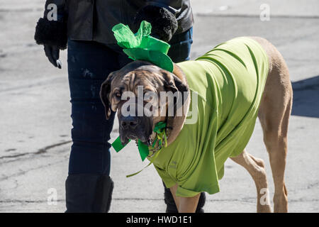 Montreal, Kanada - 19. März 2017: ein Hund ist Bowls grüne Kleidung bei Montreals St. Patricks Parade Stockfoto