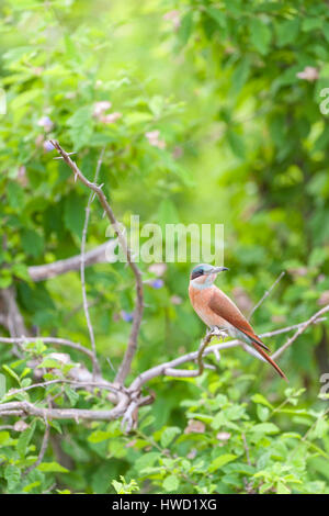 Südliche Karminbienenesser, die im Mana Pools National Park in Simbabwe gesehen werden. Stockfoto