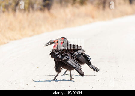 Südlicher Erdhornvogel Bucorvus leadbeateri, der im Hwange-Nationalpark in Simbabwe gesehen wurde. Stockfoto