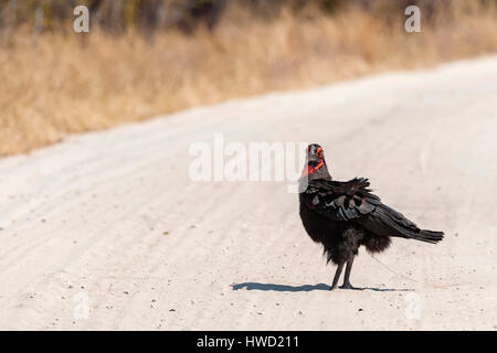 Südlicher Erdhornvogel Bucorvus leadbeateri, der im Hwange-Nationalpark in Simbabwe gesehen wurde. Stockfoto