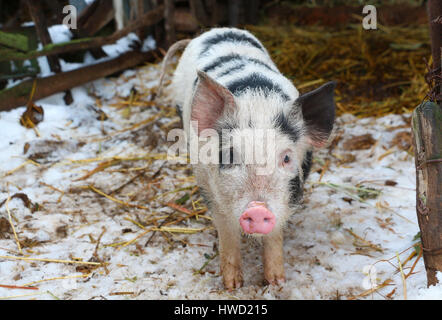 Schwarz / weiß Schwein am russischen Hof beobachten in der Kamera Stockfoto