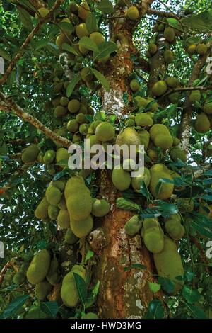 Tansania, Sansibar, Kizimbani, Jackfrüchte auf dem Baum Stockfoto