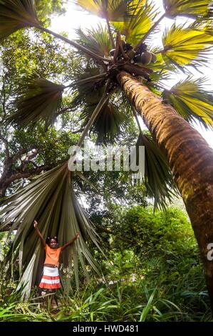 Seychellen, Mahe Island, Victoria, der botanische Garten, der junge Selma Kilindo versteckt sich in der Handfläche eine endemische Coco de Mer (Lodoicea maldivica) nutzt sie handgefertigte Hüte zu Geflecht Stockfoto