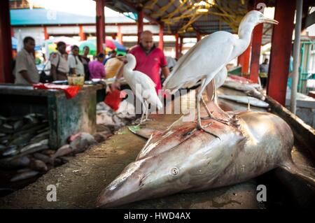 Seychellen, Mahe Island, Victoria, Sir Selwyn Clarke Market, Silberreiher auf einen Hai am Stand der Fischhändler Stockfoto