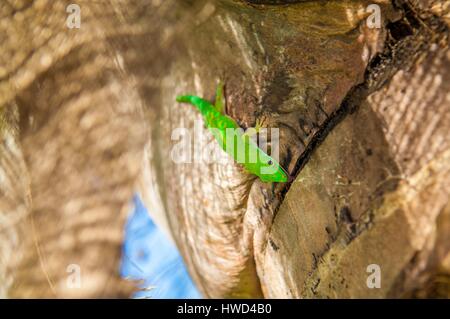 Seychellen, La Digue Island, Seychellen Green Gecko (Phelsuma Astriata Astriata) auf einen Stamm von Kokos Stockfoto