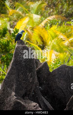 Seychellen, Insel Curieuse, Seychellen blaue Taube (Alectroenas Pulcherrima) auf einem Granitfelsen Stockfoto
