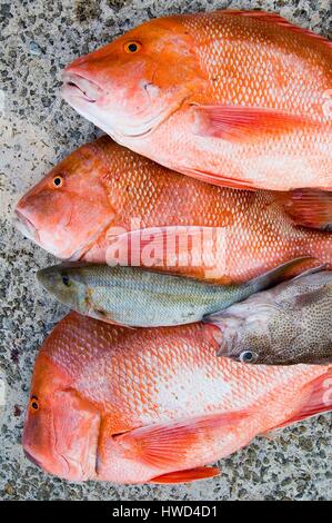 Seychellen, Insel Mahe, Angeln zurück zum Hafen von Victoria, schöne Bourgeois (Lutjanus Sebae), der beste Fisch in den Schären Stockfoto