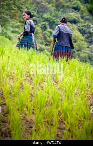 Vietnam, Berg Palette von Hoang Lien Son, die Stadt Nin, grün h ' Mong Bauern in die Reis-Terrassen Stockfoto