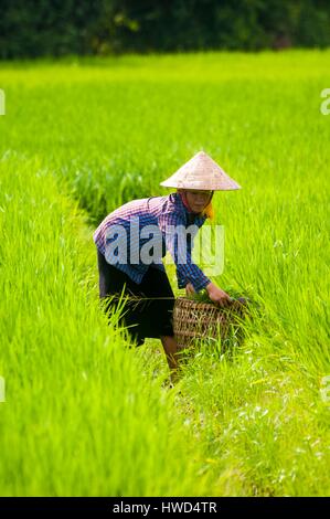 Vietnam, Provinz Yen Bai, Muong Lo, Chao Ha Dorf nahe der Stadt von Nghia Lo, schwarz Thai-Frau (Tai Dam) arbeiten in Reisfeldern Stockfoto