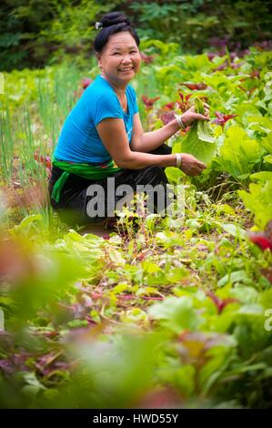 Vietnam, Yen Bai Provinz, Muong Lo, Chao Ha Dorf in der Nähe der Stadt Nghia Lo schwarz Thai Frau (Tai Dam) in ihrem Garten Stockfoto