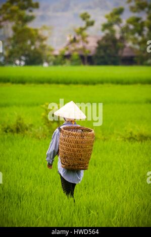 Vietnam, Provinz Yen Bai, Muong Lo, Chao Ha Dorf nahe der Stadt von Nghia Lo, schwarz Thai-Frau (Tai Dam) arbeiten in Reisfeldern Stockfoto