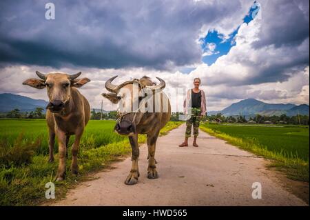 Vietnam, Provinz von Yen Bai, Muong Lo, Chao Ha Dorf in der Nähe von Nghia Lo, schwarz Thai Farmer (Tai Dam) mit 2 Büffel auf dem Weg zu Reisfeldern Stockfoto