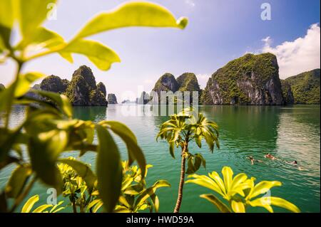 Vietnam, Golf von Tonkin, Quang Ninh Provinz, Schwimmen in der Bucht von Ha Long (Vinh Ha Long) aufgeführt als Weltkulturerbe von der UNESCO (1994) Stockfoto