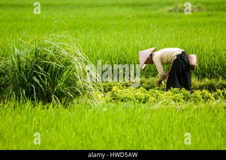 Vietnam, Provinz Yen Bai, Muong Lo, Chao Ha Dorf nahe der Stadt von Nghia Lo, schwarz Thai-Frau (Tai Dam) arbeiten in Reisfeldern Stockfoto