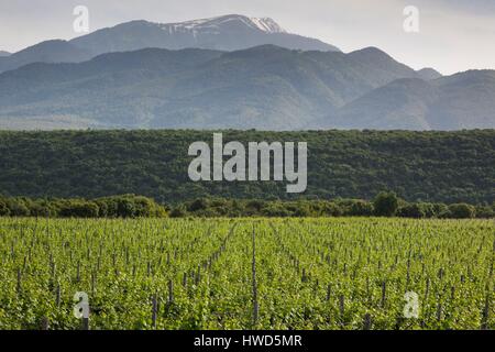 Griechenland, Mazedonien Zentralregion, Dion, Weinberg im Schatten des Olymp Stockfoto