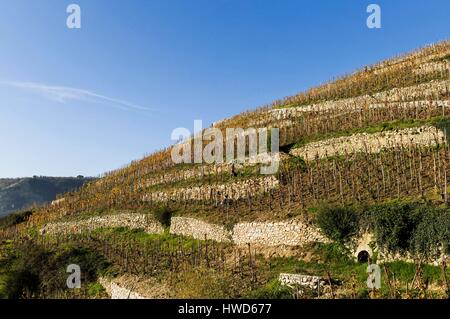Frankreich, Drome, Tain l ' Hermitage, Rhone Tal, Hügel und Weinberge der Eremitage Stockfoto