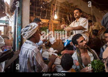 Jemen, Tihama, Qat-Markt in AL Hodeidah Stockfoto