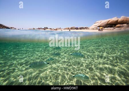 Frankreich, Corse du Sud, Bonifacio, Natur reservieren der Inseln Lavezzi, Strand von Cala di l' Achiarinu, Meeresboden und Bank der gemeinsamen Sar (Diplodus Sargus) Stockfoto