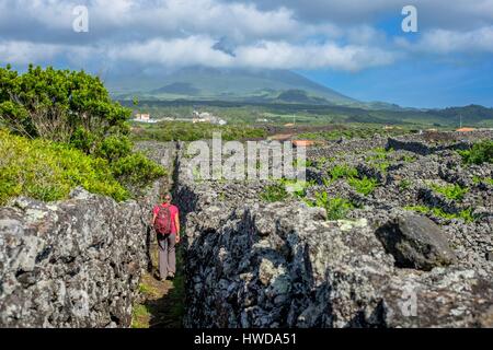 Portugal, Azoren Archipels, der Insel Pico, Criaçao Velha, die Landschaft der Insel Pico Weinberg Kultur ilisted als Weltkulturerbe von der UNESCO, Grundstücke durch Wände mit Basalt Bausteine geschützt, Wanderweg zwischen den Reben Stockfoto