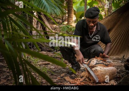 Seychellen, Praslin Island, Vallee de Mai National Park, ein UNESCO Weltkulturerbe, Joseph SOUFFE, naturalist Guard aufgeführt, sammeln eine endemische Coco de Mer Mutter (Lodoicea maldivica) Stockfoto