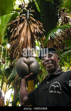 Seychellen, Praslin Island, Vallee de Mai National Park, ein UNESCO Weltkulturerbe, der Ranger Andrea RADEGONDE Patrouillen täglich, mehrmals täglich, in thelooking für endemische Coco de Mer (Lodoicea maldivica) auf den Boden gefallen, er versteckt sich unter einer riesigen Coco de Mer Palme trocken, bis das Feld Arbeitnehmer bringen Sie sie zurück in das Büro von den Seychellen Inseln Foundation (SIF) während ihrer Sammlungen, jeden Montag Morgen, Andrea gibt es gegen Wilderei und Coco de Mer Diebstahl (geschätzt für ihre Fleisch, 1 kg trockener für US $ 30 auf dem asiatischen Markt verkauft werden können, zu bekämpfen, Stockfoto