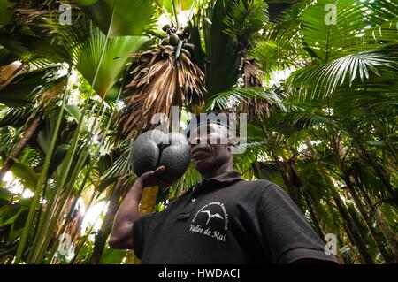 Seychellen, Praslin Island, Vallee de Mai National Park, ein UNESCO Weltkulturerbe, der Ranger Andrea RADEGONDE Patrouillen täglich, mehrmals täglich, in thelooking für endemische Coco de Mer (Lodoicea maldivica) auf den Boden gefallen, er versteckt sich unter einer riesigen Coco de Mer Palme trocken, bis das Feld Arbeitnehmer bringen Sie sie zurück in das Büro von den Seychellen Inseln Foundation (SIF) während ihrer Sammlungen, jeden Montag Morgen, Andrea gibt es gegen Wilderei und Coco de Mer Diebstahl (geschätzt für ihre Fleisch, 1 kg trockener für US $ 30 auf dem asiatischen Markt verkauft werden können, zu bekämpfen, Stockfoto