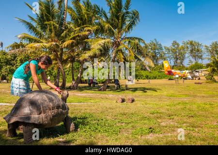 Seychellen, Bird Island, Seychellen Riesenschildkröte (Aldabrachelys gigantea) endemisch, bei der Ankunft der tägliche Flug kommen von der Hauptinsel Mahé Stockfoto