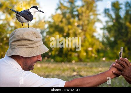 Seychellen, Bird Island, Sooty Tern (Onychoprion Fuscatus) auf den Kopf eines Touristen Stockfoto