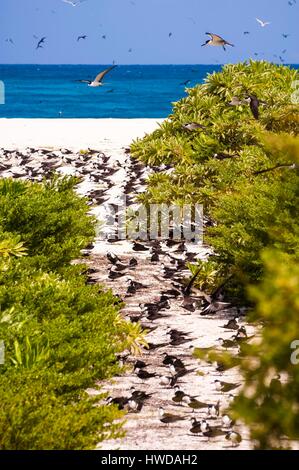 Seychellen, Bird Island, Kolonie von 1,5 Mio. rußigen Terns (Onychoprion fuscatus), im März, seeschwalben von Zehntausenden von oben ihre Insel Sanctuary ansteigen, bevor Sie mit dem Abstieg der Kolonie am nördlichen Ende der Insel während der Monate April und Mai erreichen, Laichen beginnt im Juni und in den 10 Tagen über 90 % der Eier in der Kolonie gelegt, nach 28 bis 30 Tagen schlüpfen und 60 Tage später, mit Fisch und Tintenfisch von ihren Eltern gefüttert, junge seeschwalben wird genug geworden, um zu fliegen, der letzte junge seeschwalben das Nest verlassen Ende Oktober Stockfoto