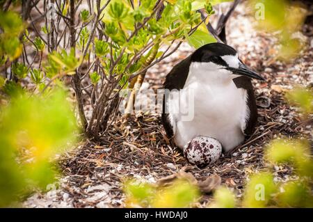 Seychellen, Bird Island, rußigen tern brüten ihre Eier auf den Boden unter der Kolonie von 1,5 Mio. rußigen Terns (Onychoprion fuscatus), im März, seeschwalben von Zehntausenden von oben ihre Insel Sanctuary ansteigen, bevor Sie mit dem Abstieg der Kolonie am nördlichen Ende der Insel während der Monate April und Mai erreichen, Laichen beginnt im Juni und in den 10 Tagen über 90 % der Eier in der Kolonie gelegt, nach 28 bis 30 Tagen schlüpfen und 60 Tage später, mit Fisch und Tintenfisch von ihren Eltern gefüttert, junge seeschwalben wird genug geworden, um zu fliegen, der letzte junge seeschwalben das Nest verlassen Ende Oktober Stockfoto