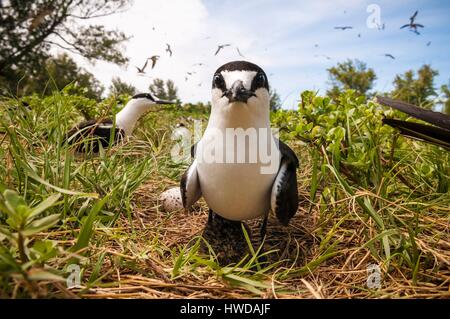 Seychellen, Bird Island, rußigen tern brüten ihre Eier auf den Boden unter der Kolonie von 1,5 Mio. rußigen Terns (Onychoprion fuscatus), im März, seeschwalben von Zehntausenden von oben ihre Insel Sanctuary ansteigen, bevor Sie mit dem Abstieg der Kolonie am nördlichen Ende der Insel während der Monate April und Mai erreichen, Laichen beginnt im Juni und in den 10 Tagen über 90 % der Eier in der Kolonie gelegt, nach 28 bis 30 Tagen schlüpfen und 60 Tage später, mit Fisch und Tintenfisch von ihren Eltern gefüttert, junge seeschwalben wird genug geworden, um zu fliegen, der letzte junge seeschwalben das Nest verlassen Ende Oktober Stockfoto