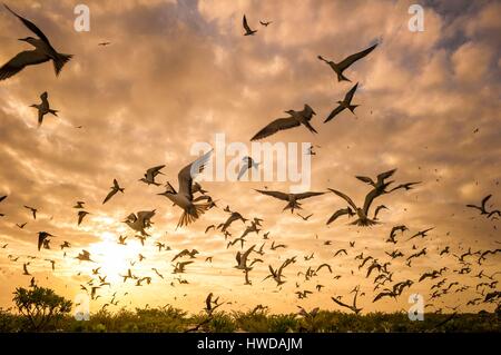 Seychellen, Bird Island, weißen sandigen Strand bei Sonnenuntergang, Flug der Kolonie von 1,5 Millionen rußigen Terns (Onychoprion fuscatus), im März, seeschwalben von Zehntausenden von oben ihre Insel Sanctuary ansteigen, bevor Sie mit dem Abstieg der Kolonie am nördlichen Ende der Insel während der Monate April und Mai erreichen, Laichen beginnt im Juni und in den 10 Tagen über 90 % der Eier in der Kolonie gelegt, nach 28 bis 30 Tagen schlüpfen und 60 Tage später, mit Fisch und Tintenfisch von ihren Eltern gefüttert, junge seeschwalben wird genug geworden, um zu fliegen, der letzte junge seeschwalben das Nest verlassen Ende Oktober Stockfoto