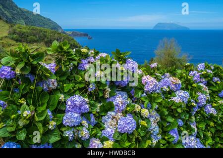 Portugal, Azoren, Insel Flores, Fazenda de Santa Cruz, Hecke von Hortensien, Corvo Insel im Hintergrund Stockfoto
