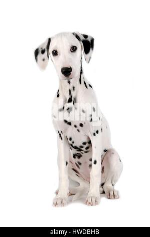 Dalmatiner (Canis Lupus Familiaris) Stockfoto